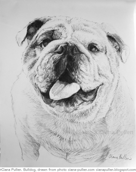 Bulldog, Drawing from 2010 by Ciana Pullen; Dimensions: 16 inches × 20 inches × 0 inch; Materials: Charcoal on Paper; Description: Drawn from a photograph. © Ciana Pullen 2010