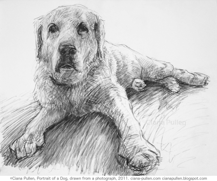 Portrait of a Dog, Drawing from 2011 by Ciana Pullen; Dimensions: 16 inches × 20 inches × 0 inch; Materials: Charcoal on Paper; Description: Drawn from a photograph. © Ciana Pullen 2011